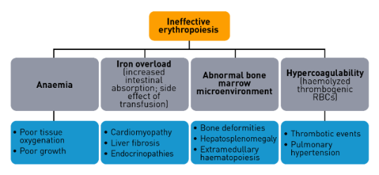 Normal and ineffective erythropoiesis